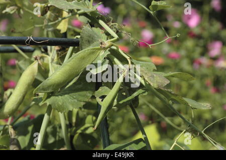 Pisello dolce - Pisum sativum Foto Stock