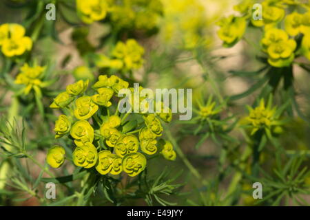 Euforbia Cipresso - Euphorbia cyparissias Foto Stock