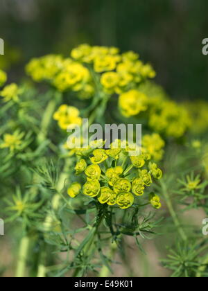 Euforbia Cipresso - Euphorbia cyparissias Foto Stock