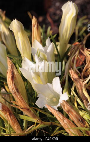 La genziana cinese 'Weißer Traum' Foto Stock