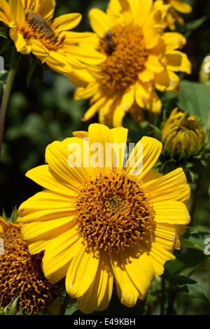 Girasole Thinleaf 'Capenoch Star' Foto Stock