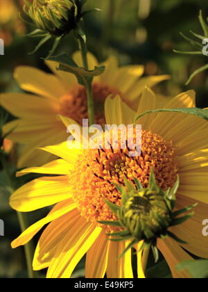 Girasole Thinleaf 'Capenoch Star' Foto Stock