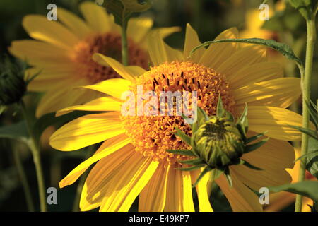 Girasole Thinleaf 'Capenoch Star' Foto Stock