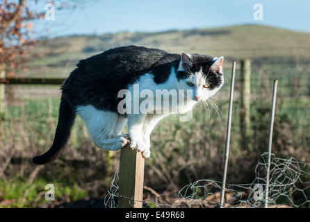Bianco e nero gatto appollaiato su giardino post nella postura di avviso durante la caccia Foto Stock