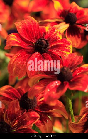 Black-eyed Susan - Rudbeckia hirta 'rustico' Foto Stock