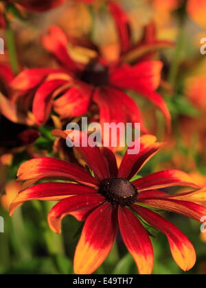 Black-eyed Susan - Rudbeckia hirta 'rustico' Foto Stock