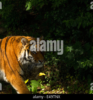 Indian Tiger (Panthera tigris), Ritratto, Zoo di Hellabrunn, Monaco di Baviera, Baviera, Germania, Europa. Foto Stock