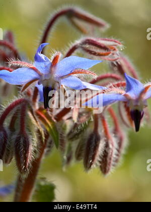 La borragine - borragine officinalis Foto Stock