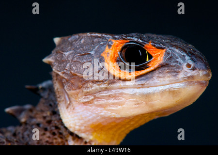 Crocodile skink / Tribolonotus gracilis Foto Stock