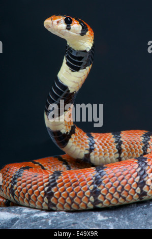 Cape Coral snake / Aspidelaps lubricus Foto Stock