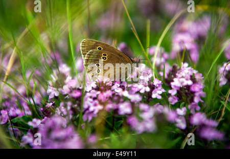 Anello femmina Butterfly su Beacon Hill, Hampshire, Regno Unito Foto Stock