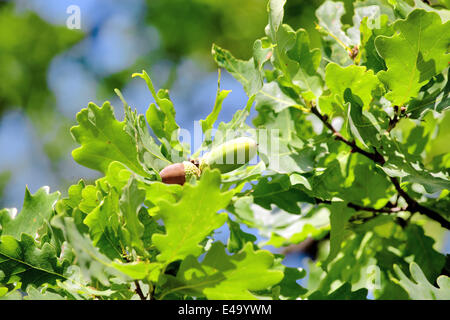 Ghiande e il verde delle foglie di quercia antica Foto Stock