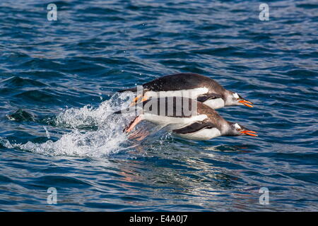 Adulto pinguini Gentoo (Pygoscelis papua) porpoising per la velocità in Cooper Bay, Georgia del Sud, Regno Unito protettorato d'oltremare Foto Stock