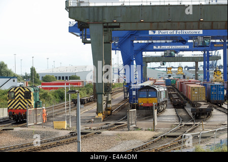 Fungo, porto di Felixstowe, Suffolk, Regno Unito. Foto Stock