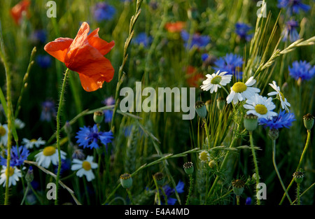 Piuttosto di fiori di campo in un campo di prato in estate close up Foto Stock