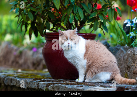 Devon, Inghilterra. Un British Shorthair gatto maschio con panna e colorazione bianca, la colorazione si siede accanto a un impianto pot su un muro di pietra. Foto Stock