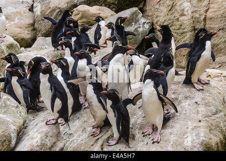 Adulto southern pinguini saltaroccia (Eudyptes chrysocome) a colonia di allevamento sulla nuova isola, Falklands, Regno Unito protettorato d'oltremare Foto Stock