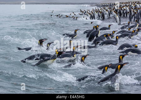Re pinguini (Aptenodytes patagonicus) di ritorno dal mare a Salisbury Plain, Georgia del Sud, Regno Unito protettorato d'oltremare Foto Stock