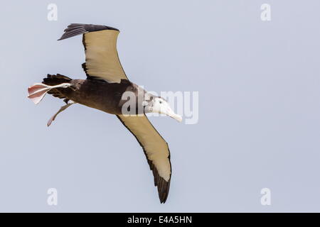 Albatro errante (Diomedea exulans) chick prova di volo in condizioni di vento forte, Prion Island, Georgia del Sud, Regno Unito protettorato d'oltremare Foto Stock