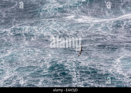 Capo adulto petrel (Daption capense) battenti in gale force si snoda nel passaggio di Drake, Antartide, regioni polari Foto Stock