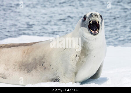 Guarnizione Crabeater (Lobodon carcinophaga) che mostra denti mentre a riposo su ghiaccio floe in Paradise Bay, Antartide, regioni polari Foto Stock