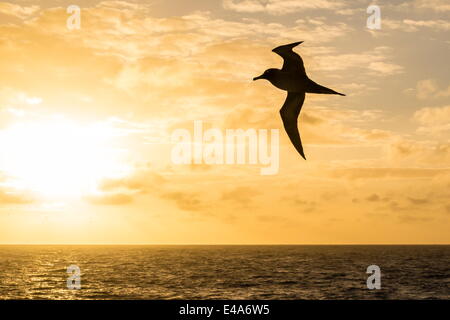 Adult light-mantled fuligginosa albatross (Phoebetria palpebrata) in volo nel passaggio di Drake, Antartide, regioni polari Foto Stock