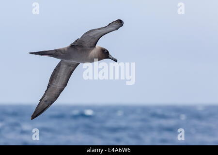 Adult light-mantled fuligginosa albatross (Phoebetria palpebrata) in volo nel passaggio di Drake, Antartide, regioni polari Foto Stock