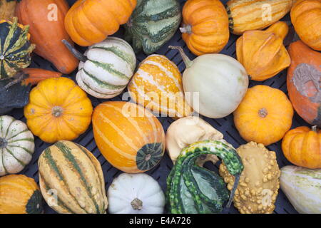 Zucche decorative in un mercato in stallo, mercato settimanale, market place, Esslingen, Baden Wurttemberg, Germania, Europa Foto Stock