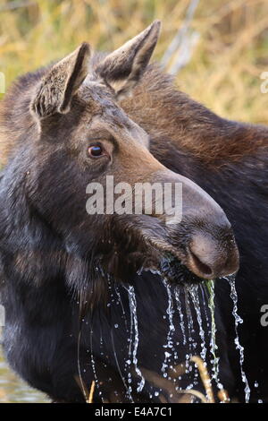 Alci (Alces alces) mucca dribbling dopo la poppata, autunno (caduta), il Parco Nazionale del Grand Teton, Wyoming USA Foto Stock