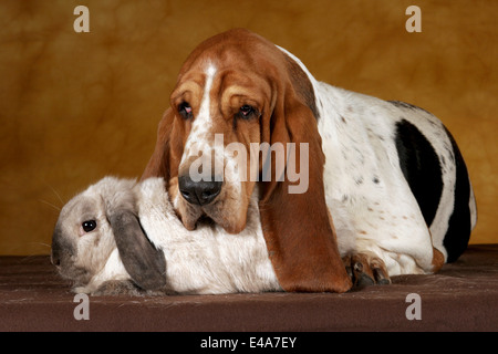 Basset Hound e lop-eared rabbit Foto Stock