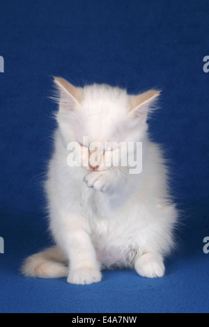 Heilige Birmania gattino Foto Stock