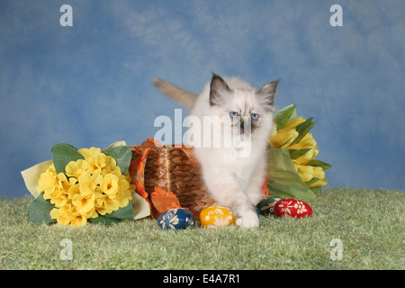 Heilige Birmania gattino Foto Stock