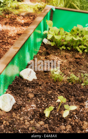 Giardino con verdure miste di patch e di recinzione slug Foto Stock