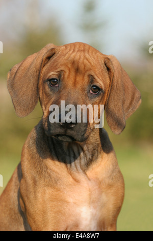 Ridgeback rhodesiano Foto Stock