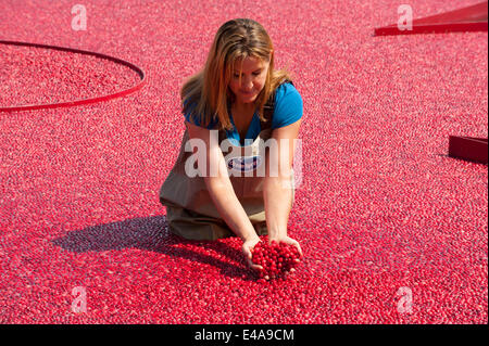 Hampton Court Palace, SURREY REGNO UNITO. Il 7 luglio 2014. Oltre mezzo milione di mirtilli rossi a lungo con acqua Nuova Inghilterra cranberry agricoltore Adrienne Mollor ad RHS Hampton Court Palace Flower Show sulla Giornata della stampa. La mostra va dal 8 al 13 luglio. Credito: Malcolm Park editoriale/Alamy Live News. Foto Stock