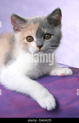 British Shorthair Kitten Foto Stock