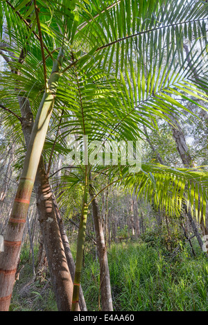 Australia, Nuovo Galles del Sud, Pottsville, bambù e alberi Foto Stock