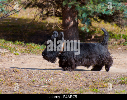 Cane di razza Scotch Terrier da soli il collare guinzaglio animali erba estate outdoor aria di casa a piedi il parco pet tree nessuno pedigree nero Foto Stock