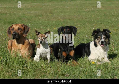 Ridgeback rhodesiano, Jack Russell Terrier, dobermann e Border Collie Foto Stock