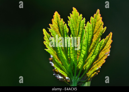 Foglie di acero in apertura nella primavera Foto Stock