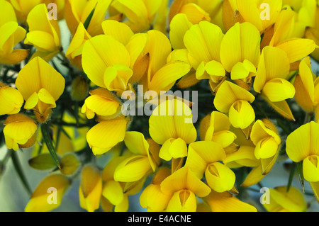 Gorse comune fiori Foto Stock