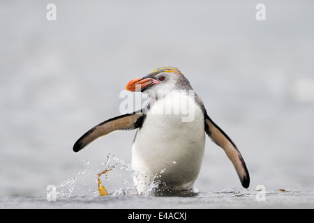 Royal Penguin (Eudyptes schlegeli) proveniente dall'acqua su Macquarie Island, sub acque antartiche di Australia. Foto Stock