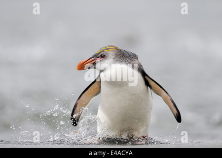 Royal Penguin (Eudyptes schlegeli) proveniente dall'acqua su Macquarie Island, sub acque antartiche di Australia. Foto Stock