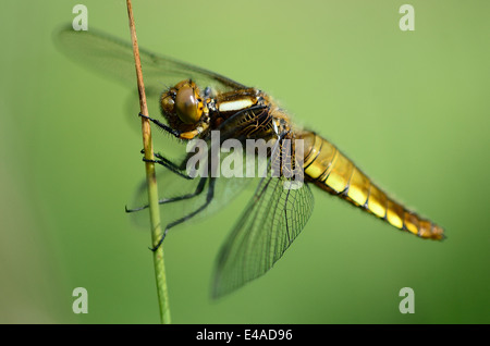 Ampia corposo chaser dragonfly a riposo Foto Stock