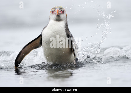 Royal Penguin (Eudyptes schlegeli) proveniente dall'acqua su Macquarie Island, sub acque antartiche di Australia. Foto Stock