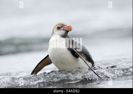 Royal Penguin (Eudyptes schlegeli) proveniente dall'acqua su Macquarie Island, sub acque antartiche di Australia. Foto Stock