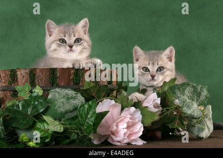 British Shorthair Kitten Foto Stock