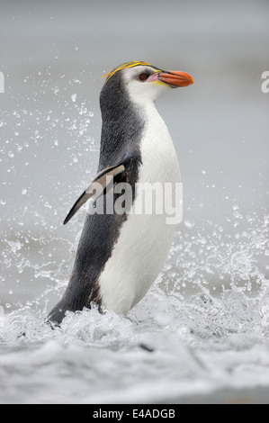 Royal Penguin (Eudyptes schlegeli) proveniente dall'acqua su Macquarie Island, sub acque antartiche di Australia. Foto Stock