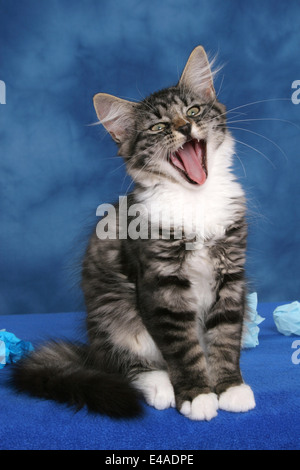 gatto di sbadiglio Foto Stock