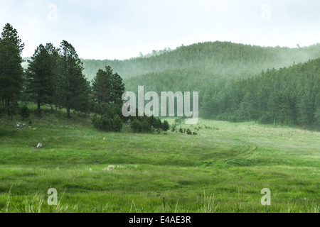 Paesaggio in Custer State Park in una molla di ventoso pomeriggio con alberi di pino di rilasciare enormi quantità di polline nell'aria Foto Stock